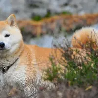 Seekor anjing membela anak kecil yang dipukuli ibunya.