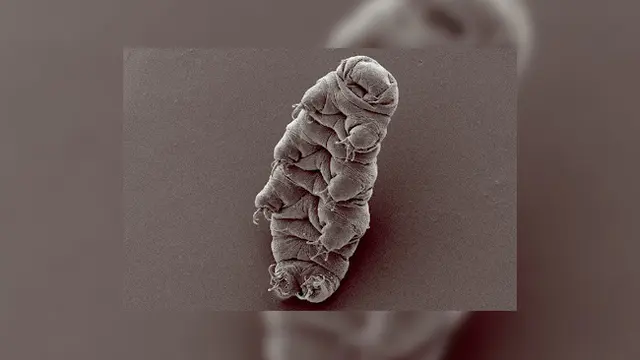 Tardigrade