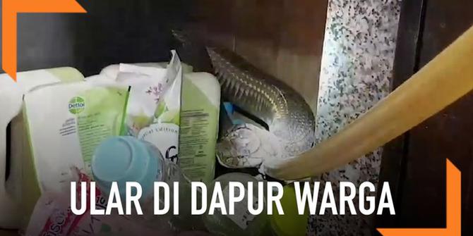 VIDEO: Ular King Kobra Bersembunyi di Dapur Warga