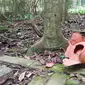 Rafflesia Patma mekar di Kebun Raya Bogor. (Liputan6.com/ Achmad Sudarno)