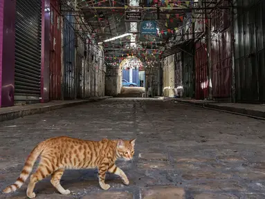 Seekor kucing melintasi di dekat toko-toko yang tutup menyusul seruan pemogokan umum untuk mendukung warga Palestina di Jalur Gaza, di kota Nablus di Tepi Barat, pada 25 Oktober 2023. (Zain JAAFAR/AFP)