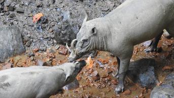 Babi Rusa Sulawesi dan Ancaman terhadap Habitatnya di Hutan Gorontalo