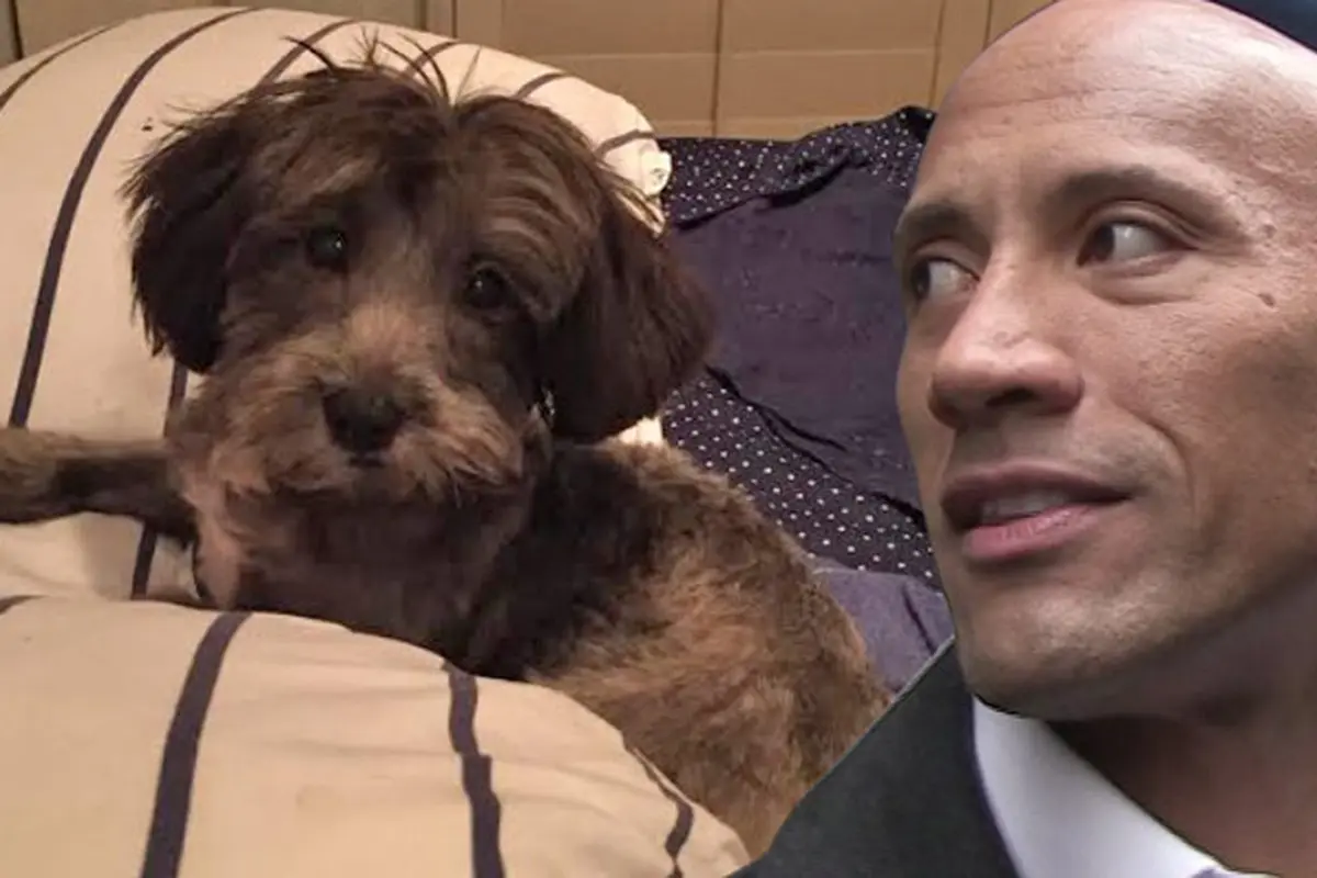 [Bintang] Dwayne Johnson dan Dwayne "The Rock" Johnson