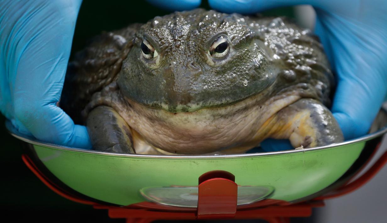 Meerkat duduk di atas timbangan selama penimbangan tahunan Kebun Binatang London, Kamis (22/8/2019). Sekitar 650 spesies yang berbeda ditimbang satu persatu sebagai cara utama untuk memantau kesejahteraan penghuni kebun binatang secara keseluruhan. (AP/Kirsty Wigglesworth)