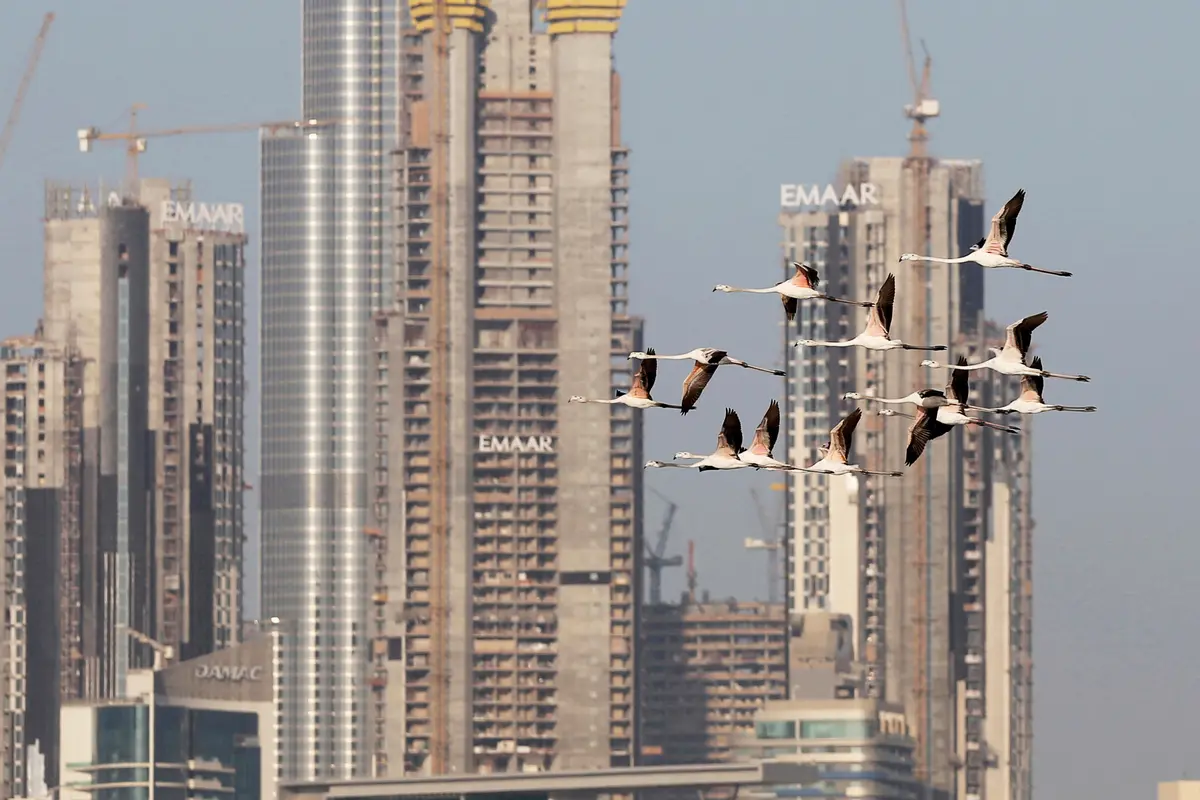 Melihat Habitat Flamingo di Tengah Mewahnya Kota Dubai