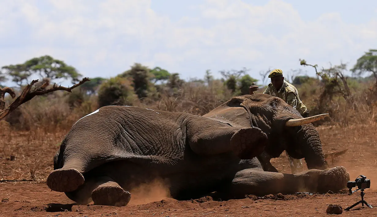 Petugas mendekati gajah yang telah terjatuh di Amboseli National Park, Kenya (2/11). Petugas akan memasang radio satelit untuk mempermudah pelacakan gajah liar serta mengendalikan perburuan liar. (REUTERS/Thomas Mukoya)