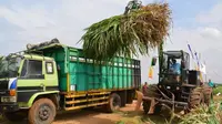 RNI kembangkan biomassa napier grass atau biasa disebut rumput gajah sebagai bahan baku biofuel. (Foto: RNI)