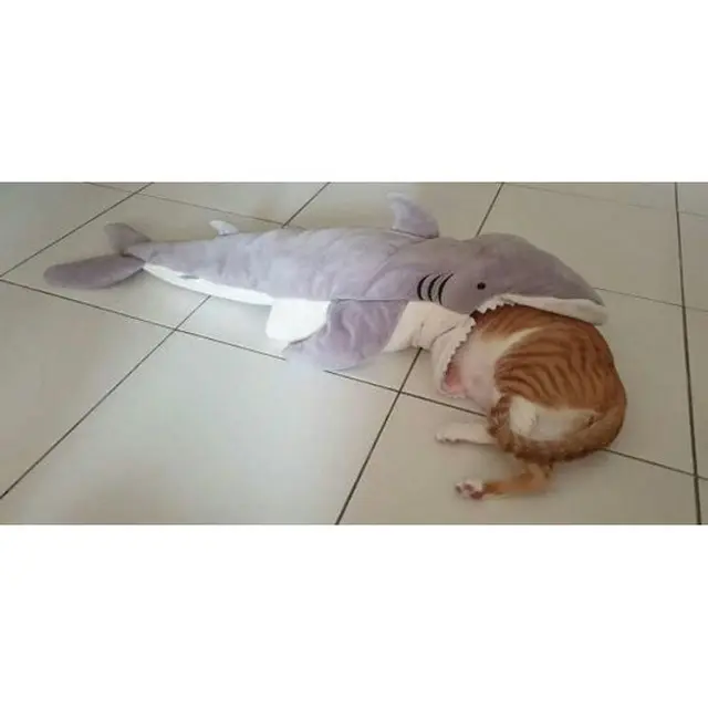 6 Potret Kucing Digigit Boneka Hiu Ini Mendalami Peran, Jago Akting
