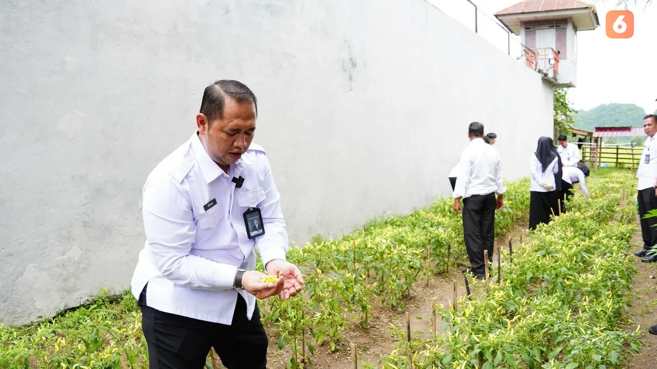 Kepala Rutan Pangkajene, Irphan Dwi Sandjojo tampak antusias mengikuti panen perdana cabai di lahan pertanian Rutan Pangkajene, Sulsel (Liputan6.com/Eka Hakim)