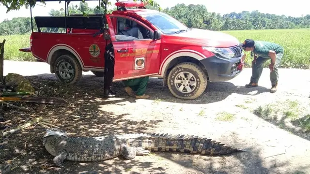 Buaya yang diamankan warga di Desa Biru, Kecamatan Poleang Kabupaten Bombana, Sabtu (11/4/2020).(Liputan6.com/Ahmad Akbar Fua)