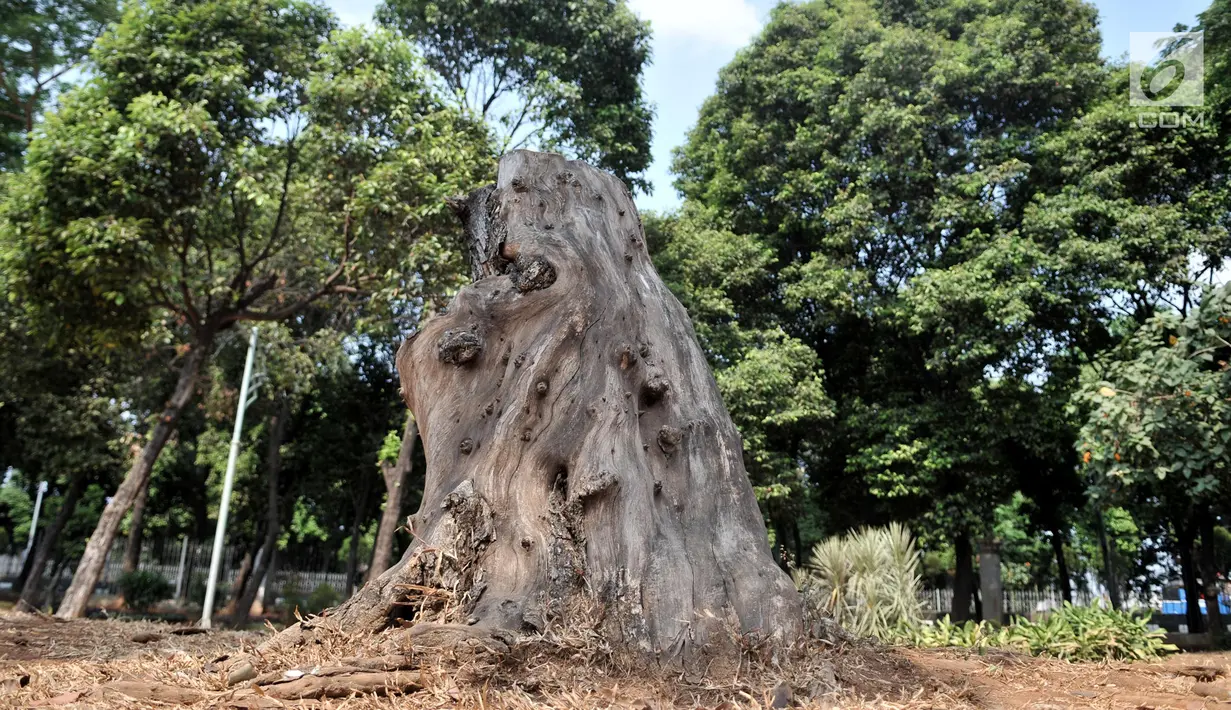 Sebatang pohon tidak terawat di Taman Jatinegara, Jakarta, Senin (16/9/2019). Kondisi ini membuat taman tersebut sepi pengunjung karena lebih banyak dihuni oleh PMKS dan pengamen. (merdeka.com/Iqbal S. Nugroho)