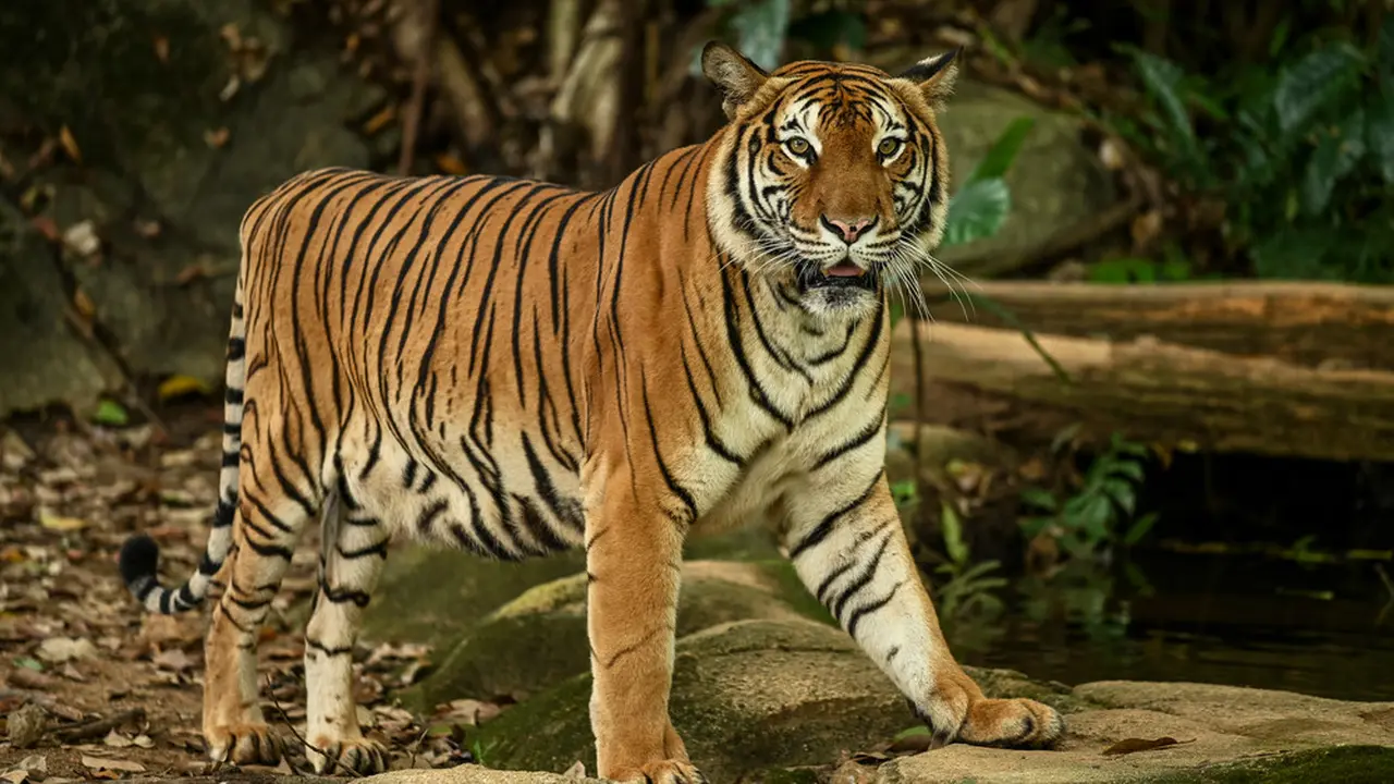 Mimpi harimau