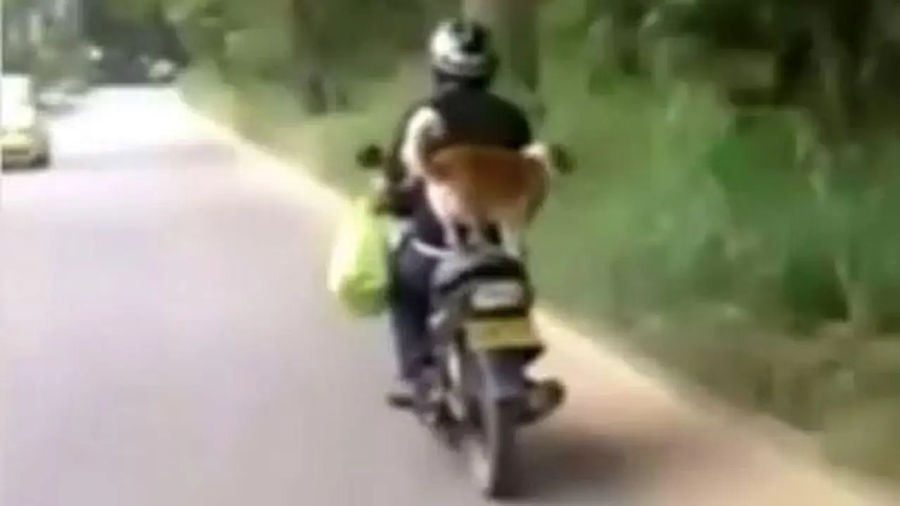 Anjing akrobat