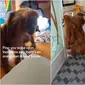 Tingkah orang utan bawa anaknya masuk kamar turis ini viral. (Sumber: TikTok/ash.bulla)