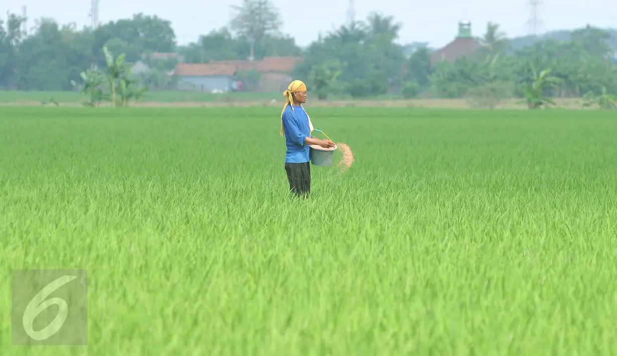 Petani memupuk tanaman padi di Karawang, Jawa Barat, Senin (4/7). Kementerian Pertanian optimis target produksi padi sebesar 75,13 juta ton pada tahun 2016 dapat tercapai. (Liputan6.com/Gempur M Surya) 