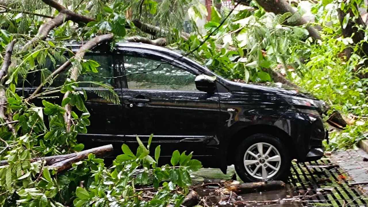 Sebuah mobil tertimpa pohon tumbang akibat hujan lebat dan angin kencang di Jember (Istimewa)