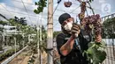 Anggota Komunitas Anggur Jakarta, Tarto Blendhot (48), merawat kebun anggur di Vezo Grapes Farm, Cilincing, Jakarta Utara, Selasa (7/9/2021). Tarto berharap kebun anggur buatannya itu dapat menjadi saranan edukasi bagi pecinta tanaman sekaligus mempercantik lingkungan. (merdeka.com/Iqbal S. Nugroho)