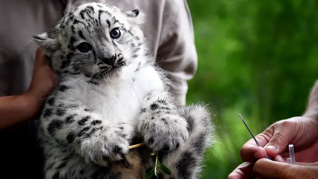 Anak Macan Tutul