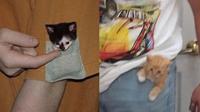 Potret 6 Anak Kucing Masuk Saku Kantong Baju dan Celana Ini Bikin Gemas (Twitter/shouldmeme/shouldhavecat)