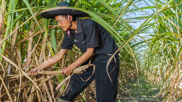 PTPN III Petani Tebu