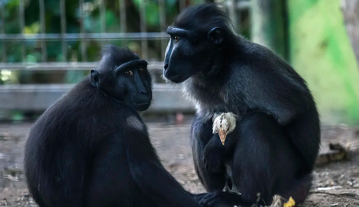 Seekor monyet Yaki, Nati, memeluk seekor anak ayam di dalam kandangnya di Taman Safari Ramat Gan, Israel, Kamis (24/8).  Monyet lain yang berada dalam satu kandang dengan Nati juga telah menerima ayam tersebut. (AP Photo/Tsafrir Abayov)