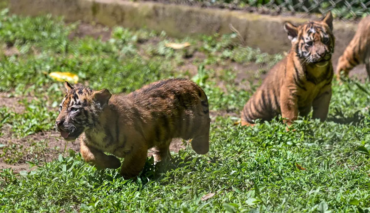 Anak-anak harimau Sumatera (Panthera tigris sumatrae) yang masih berusia sepuluh minggu saat debut mereka di Taman Safari Indonesia II Prigen, Pasuruan, Jawa Timur, Kamis (4/6/2026). (Juni KRISWANTO/AFP)