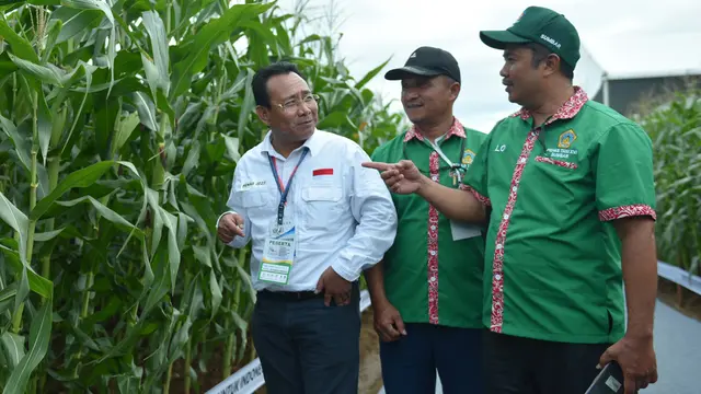 Benih Jagung Bioteknologi dengan Keunggulan Ganda