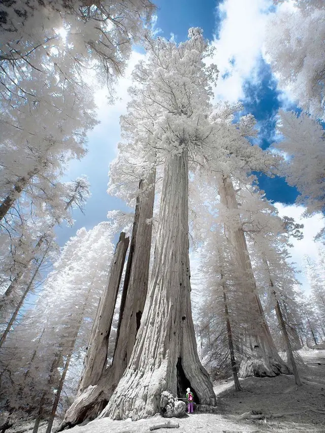Hasil Foto Unik Infrared Photography (sumber: Instagaram/@earthfervor)