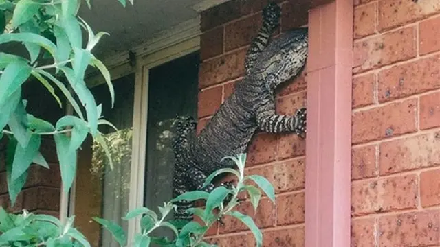 7 Bukti Australia Dihuni Reptil-reptil Mengerikan