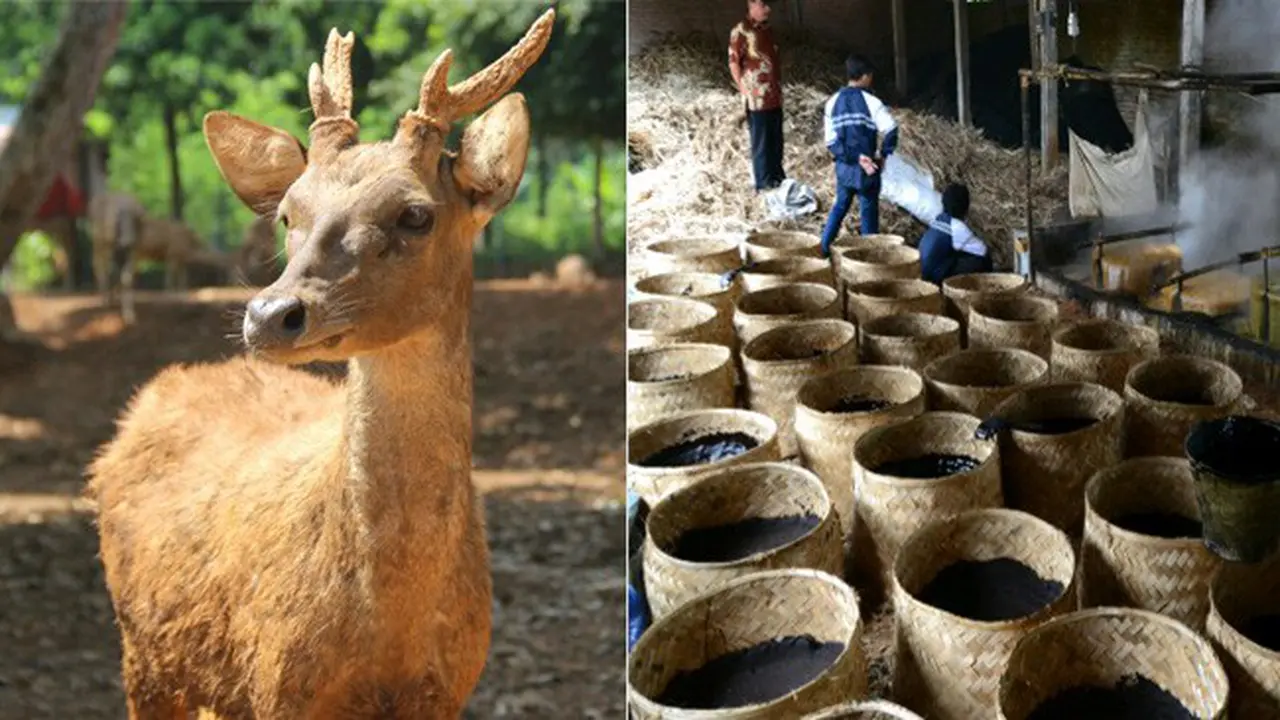Unik, Penangkaran Rusa di Desa Wisata Margorejo  