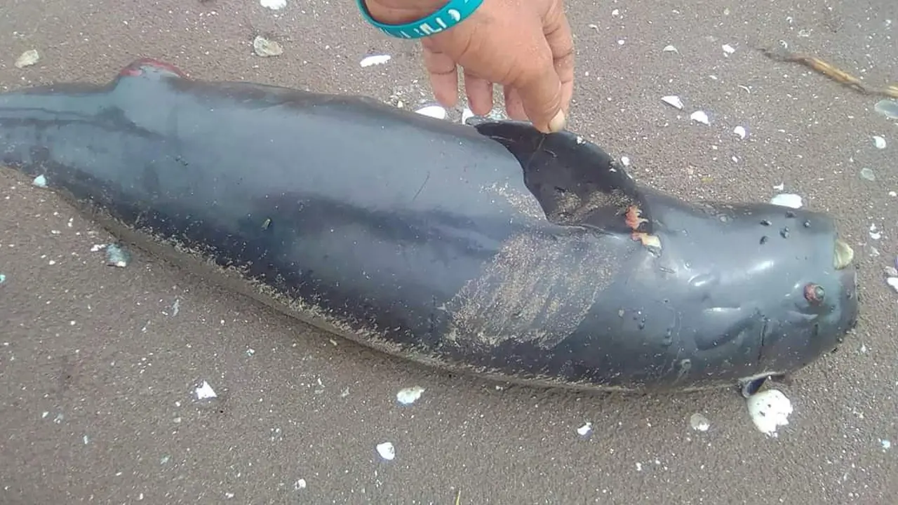Lumba-lumba jenis Gandul ditemukan nelayan di Pantai Tangkolak, Desa Sukakerta, Kecamatan Cilamaya Wetan, Karawang, Minggu, 5 Januari 2020. (Foto: Liputan6.com/Abramena)
