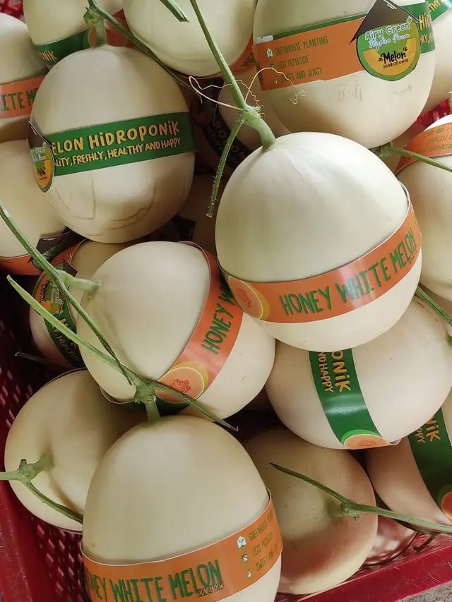 Hasil panen di kebun Airy Hidroponik milik Rudy Adam (Arfandi/Liputan6.com)