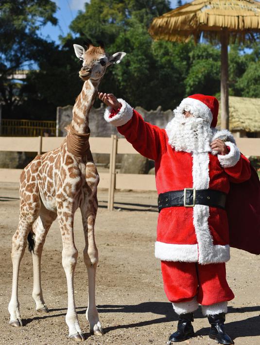 Seorang petugas berkostum Sinterklas kepada bayi jerapah bernama Fito sebagai bagian dari tradisi Natal di La Aurora Zoo, Guatemala City pada Kamis (19/12/2019). Hari Natal yang jatuh pada 25 Desember membuat sejumlah kebun binatang turut merayakannya dengan cara yang unik. (Orlando  ESTRADA/AFP)