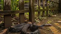 8 Jenis Penghalang Alami yang Paling Efektif untuk Menjaga Lingkungan Rumah dari Ular