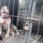 Anjing Pitbull bernama Julio Cesar alias Sapi itu dikarantina di tempat penitipan anjing mitra polisi (Zainul Arifin/Liputan6.com)