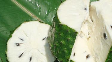 Daun Sirsak Berkhasiat Obati Dada Sesak Nafas Beauty Fimela Com