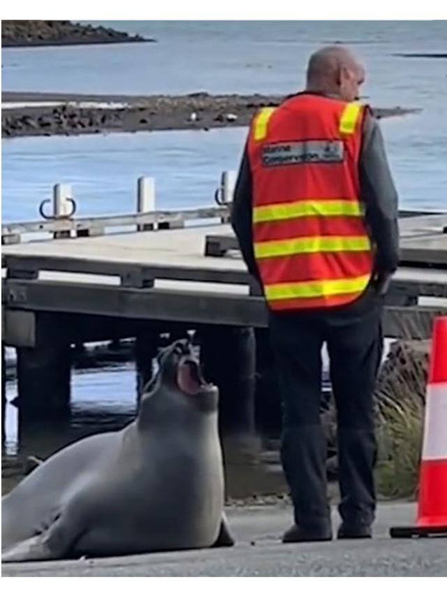 Viral Anjing Laut Seberat 600 Kg Suka Berkeliaran di Jalan Raya, Bikin Khawatir