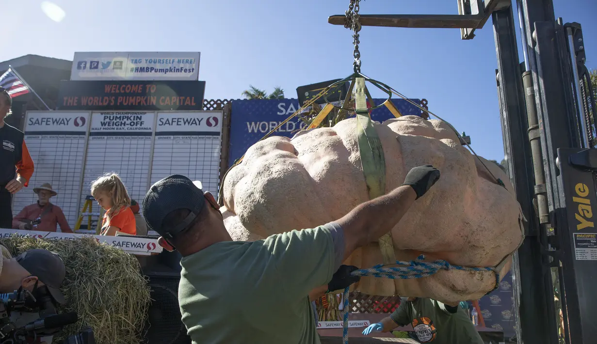 Orang-orang mengikuti kompetisi penimbangan labu tahunan di San Mateo, California, Amerika Serikat (12/10/2020). (Xinhua/Li Jianguo)