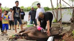 Presenter Eko Patrio saat melihat proses pemotongan hewan kurban di kawasan Cipinang, Jakarta, Jumat (1/9). Eko mempercayakan hewan yang dibeli untuk dikurbankan kepada karyawan-karyawannya. (Liputan6.com/Herman Zakharia)