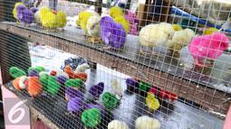 Berita Anak Ayam Hari Ini Kabar Terbaru Terkini Liputan6 Com