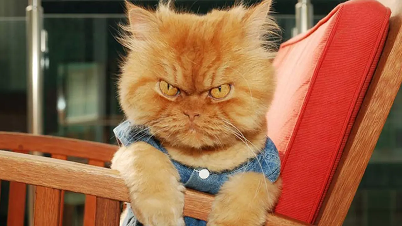 Cat Person Harus Tahu 7 Kucing Keren yang Viral Ini