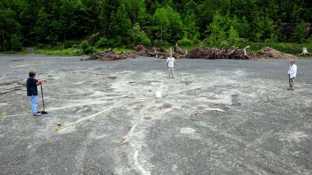 Hutan tertua di dunia sejak 385 tahun lalu ditemukan di New York.