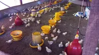 Ayam di peternakan "Rudy Jaya Farm" sudah menggunakan pakan pengganti antibiotik. (Liputan6.com/Fitri Haryanti Harsono)