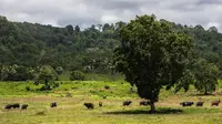 Padang Savana Taman Nasional Alas Purwo Banyuwangi (Istimewa)