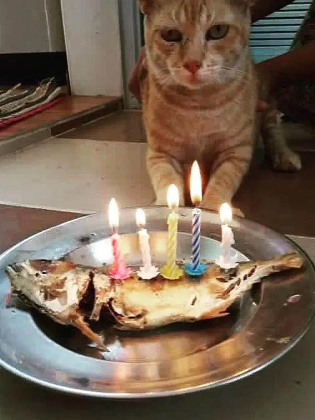 6 Potret Gemas Beri Surprise Ulang Tahun Kucing Kesayangan, Bikin Senyum