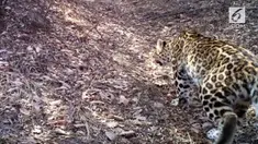 Sebuah cagar alam di Ziwuling menangkap gambar beberapa macan tutul liar berkeliaran. Hewan ini diperkirakan memiliki ukuran tubuh terbesar.