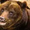Ilustrasi beruang cokelat langka marsica (Ursus arctos marsicanus)