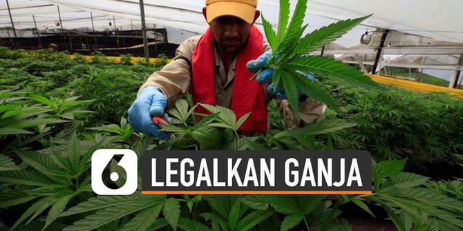 VIDEO: Deretan Negara Legalkan Ganja Medis, Terbaru Malaysia