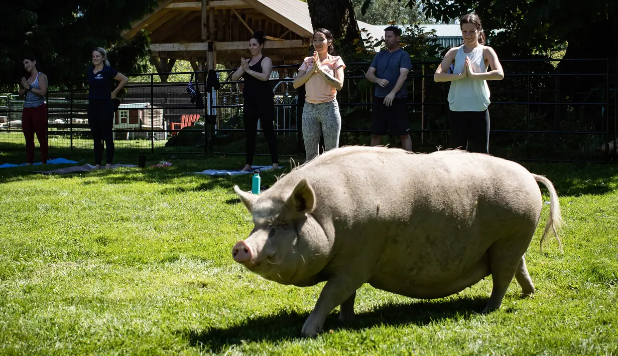 Seekor babi berperut buncit berjalan ketika orang-orang berpartisipasi dalam sesi yoga dengan babi selama penggalangan dana amal di The Happy Herd Farm Sanctuary, di British Columbia, Kanada, 26 Juli 2020. (Darryl Dyck/The Canadian Press via AP)