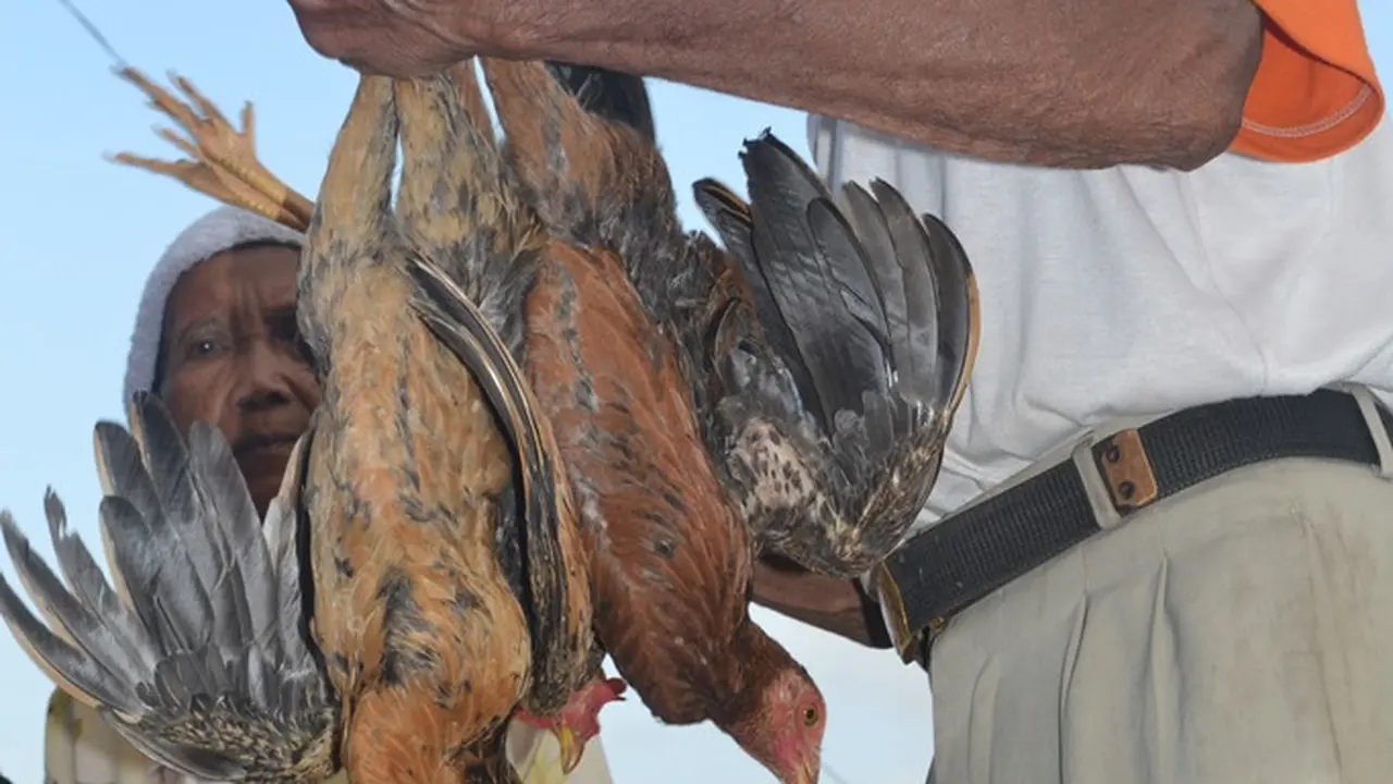 Seorang kakek menjual ayam di Pasar Cinangsi, Cilacap, Jawa Tengah. (Foto: Liputan6.com/Muhamad Ridlo)
